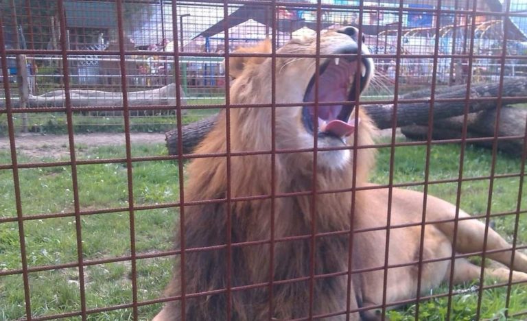 Lev napadol svojho majiteľa, ktorý sa o neho staral. Ten útok neprežil. Foto: Pavol Konštiak
