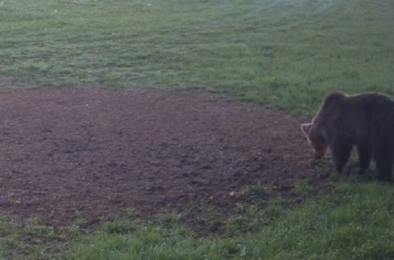 Po útoku medveďa pri Višňovom ďalšie varovanie pred šelmou