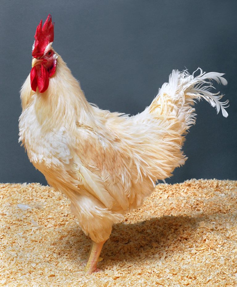 Prvé platby PPA na zvieratá v kampani 2025 už u chovateľov