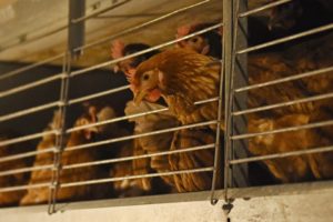 Vajcia pod tlakom reťazcov. Prečo sú drahšie a kto rozhoduje, čo smieme kúpiť?