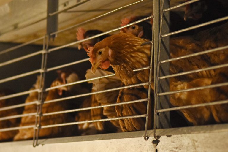 Vtáčia chrípka v Brazílii vyvolala zákaz dovozu hydiny do Japonska