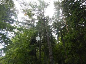 Hasiči zachraňovali paraglajdistu. Uviazol na strome