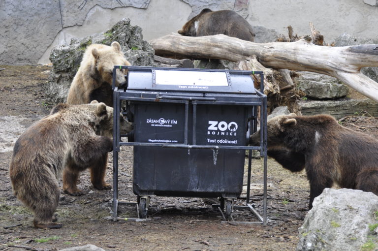 VIDEO: Svetový unikát? Bojnické medvede testujú odpadkové koše