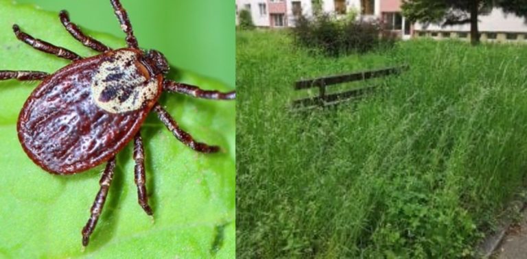 Zdravotnícke okienko primátora Martina o kliešťoch občanov pobúrilo