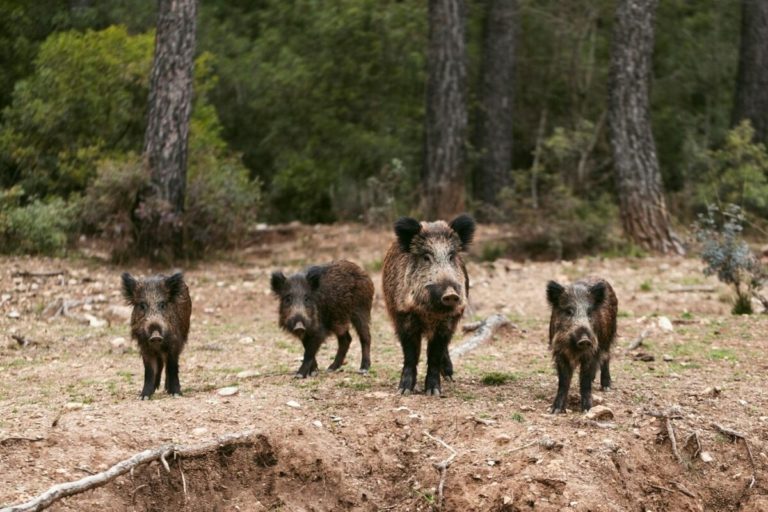 Žilinčania si môžu vydýchnuť. Premnoženú diviačiu zver poľovníci odlovia