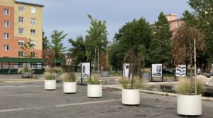 Smutný osud stromčekov na Námestí Jána Mathého