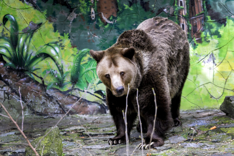 Vymyká sa to kontrole. Od piatka napadli medvede už troch ľudí
