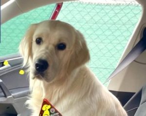 V rozpálenom aute môže váš miláčik zomrieť