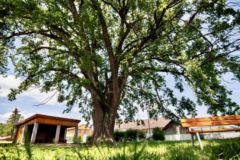 O titul Strom roka 2023 súťaží aj zástupca z Trenčianskeho kraja. Foto: ekopolis.sk