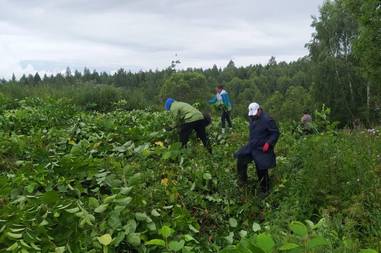 Likvidácia invazívnych rastlín v TANAP-e. Foto: tanap.sk