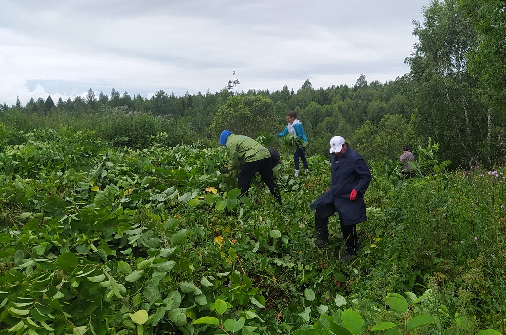 Likvidácia invazívnych rastlín v TANAP-e. Foto: tanap.sk