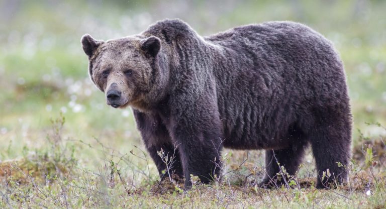 Vystrašený muž zastrelil medvedicu: Spustila sa vlna hnevu