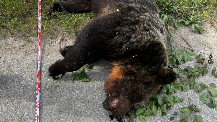 Odstrel medveďa v centre Liptovského Mikuláša bude riešiť enviropolícia