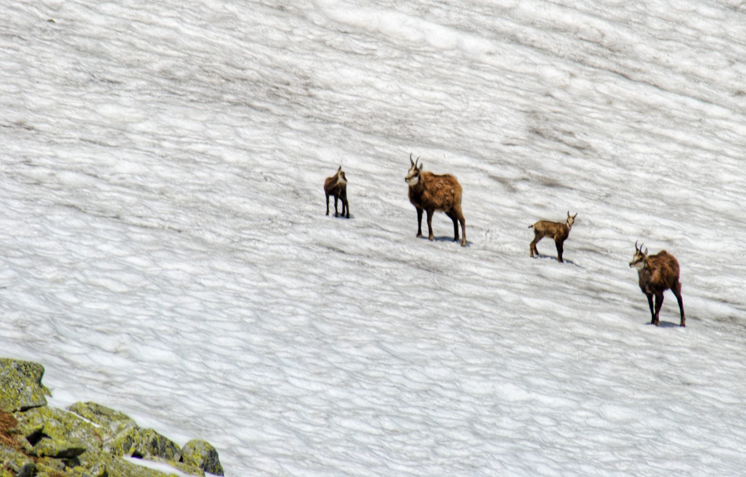 Kamzíky vo Vysokých Tatrách. Foto: Marek Mitura