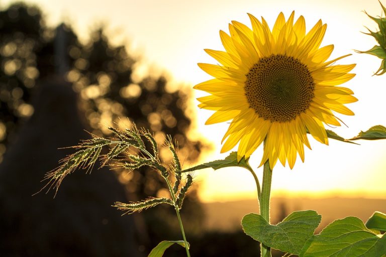 Ilustračný záber. Foto: Pixabay