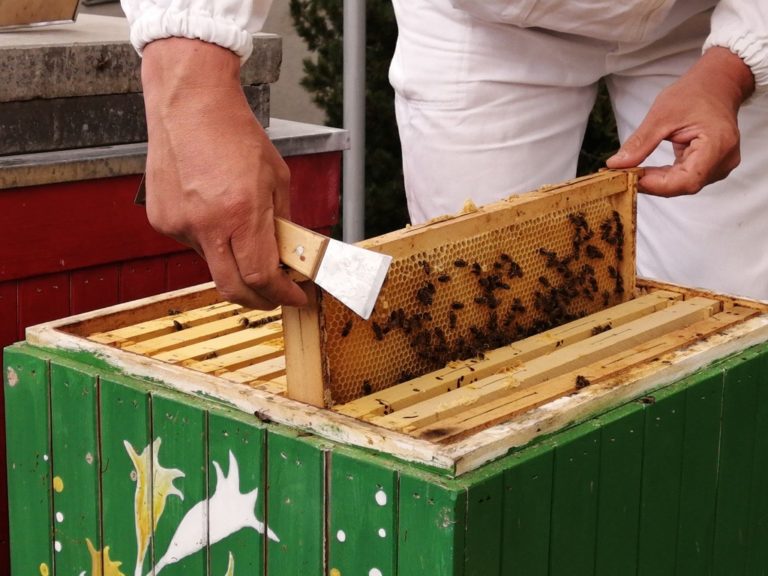 Včelnica na Štrbskom Plese. Foto: archív TMR