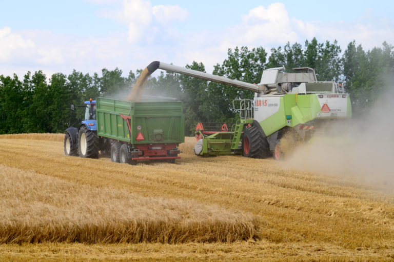 Štatistický úrad očakáva vyššiu úrodu pšenice a jačmeňa