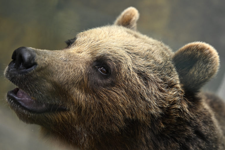 V Tatrách zabezpečili kontajnery a medvede zmizli. No len zo štatistiky