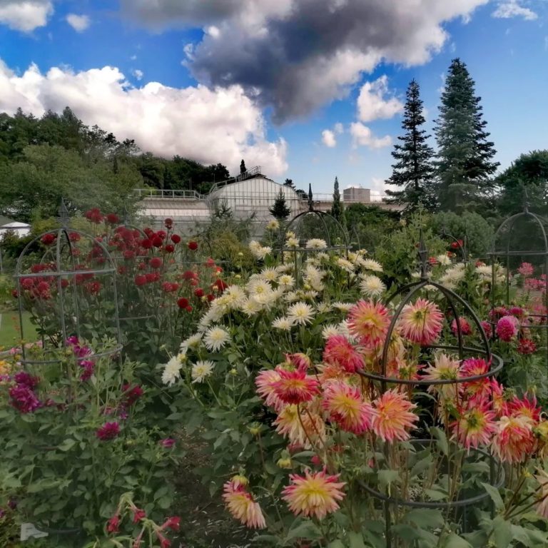 FOTO Pozrite si nádherné georgíny v košickej botanickej záhrade