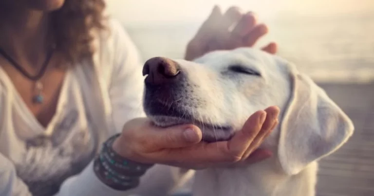 Na Slovensku sa šíri nebezpečná choroba psov. Spôsobujú ju červy