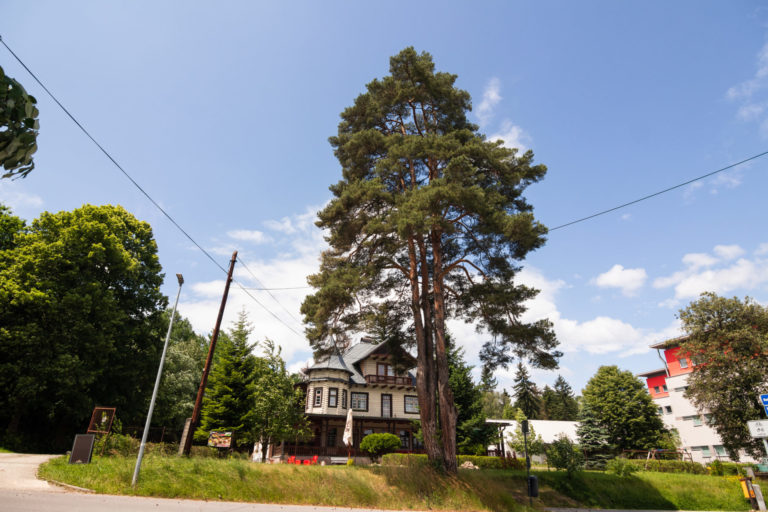 FOTO: O strom roka zabojuje aj 120-ročná borovica zo Žilinského kraja