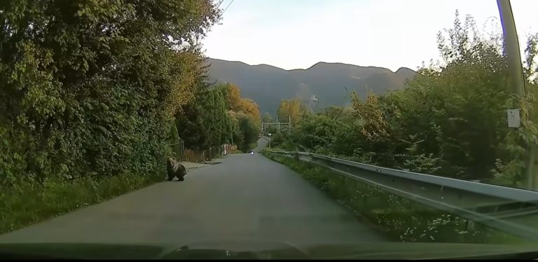 Malého medveďa zachytila kamera. Foto: Dopravný servis - okres Žilina