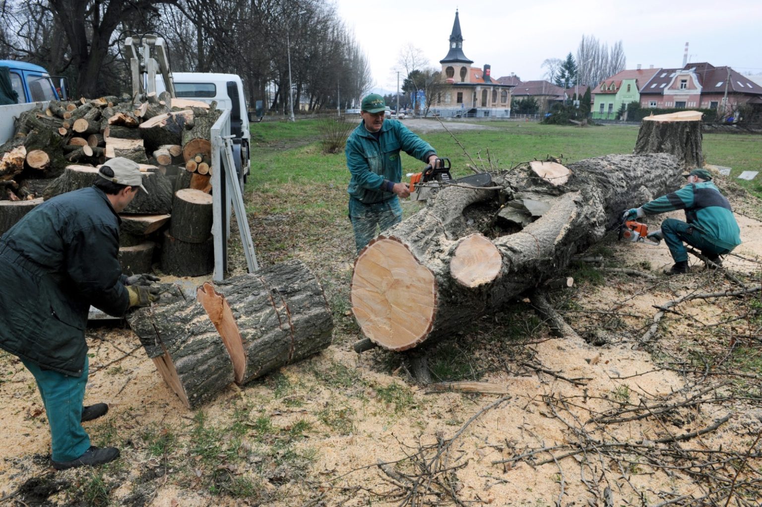 Výrub vzácneho ginka v roku 2008. Foto:TASR/Radovan Stoklasa