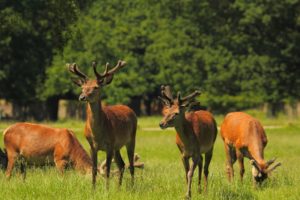 Lebo medveď alebo rozumná, systematická a funkčná ochrana prírody