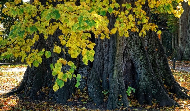 Vďaka skorému zásahu ochranárov aj odborníkov sa darí zachraňovať a zachovávať stromy pre ďalšie generácie. Ilustračné foto. Foto: pixabay.com
