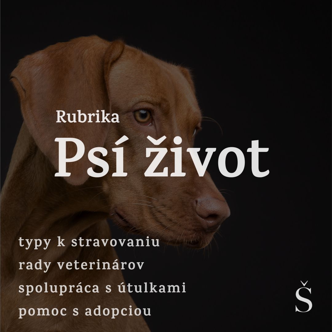 Tieto psíky hľadajú svoj domov