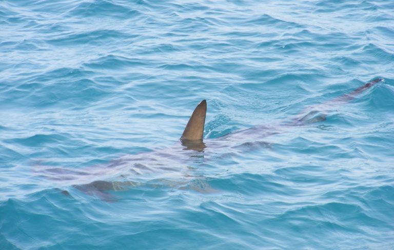 FOTO: Objav nového druhu žraloka so zubami podobnými ľudským