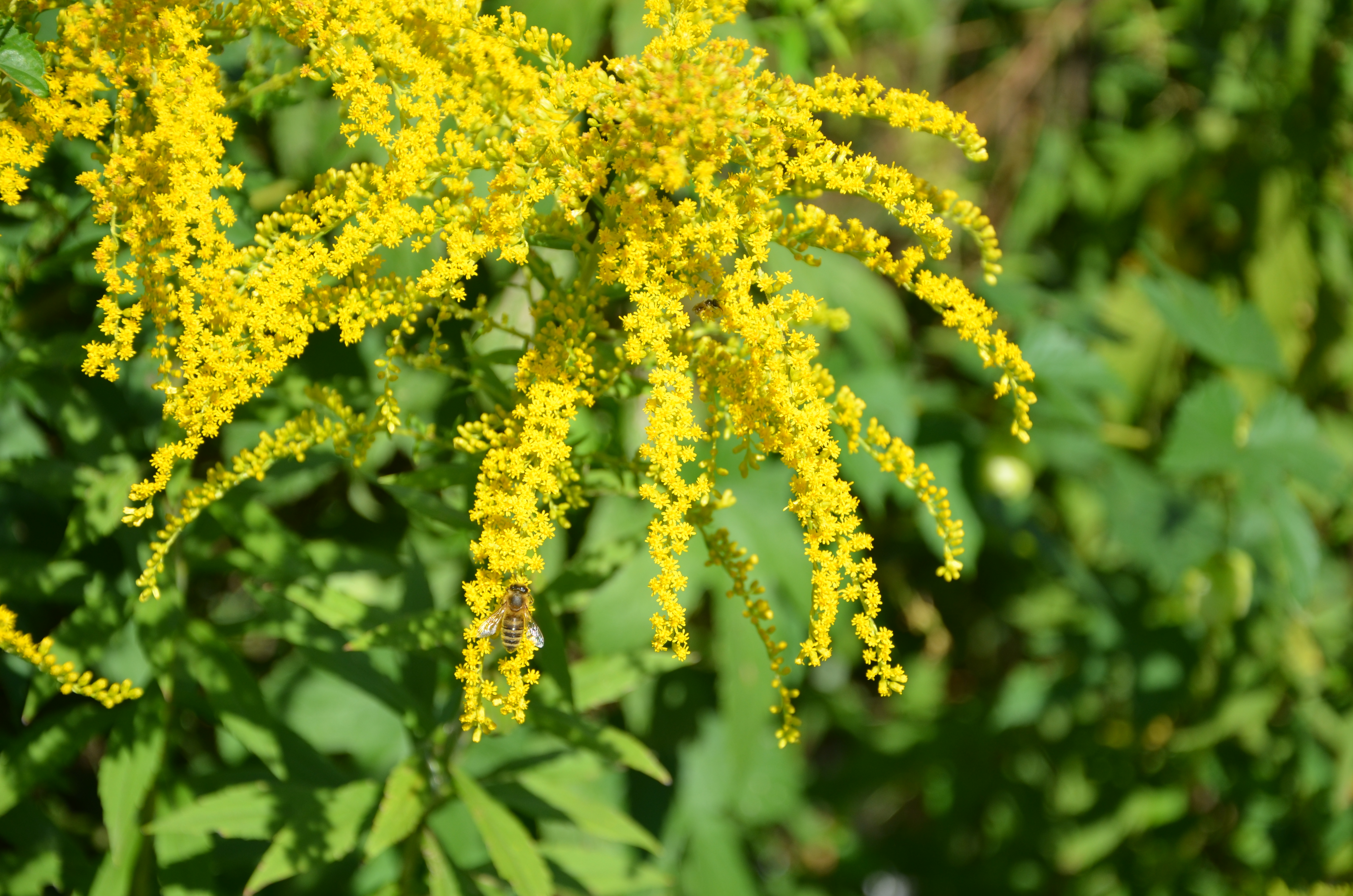 Agresívna a nebezpečná krása – inváznych rastlín sa viac nezbavíme