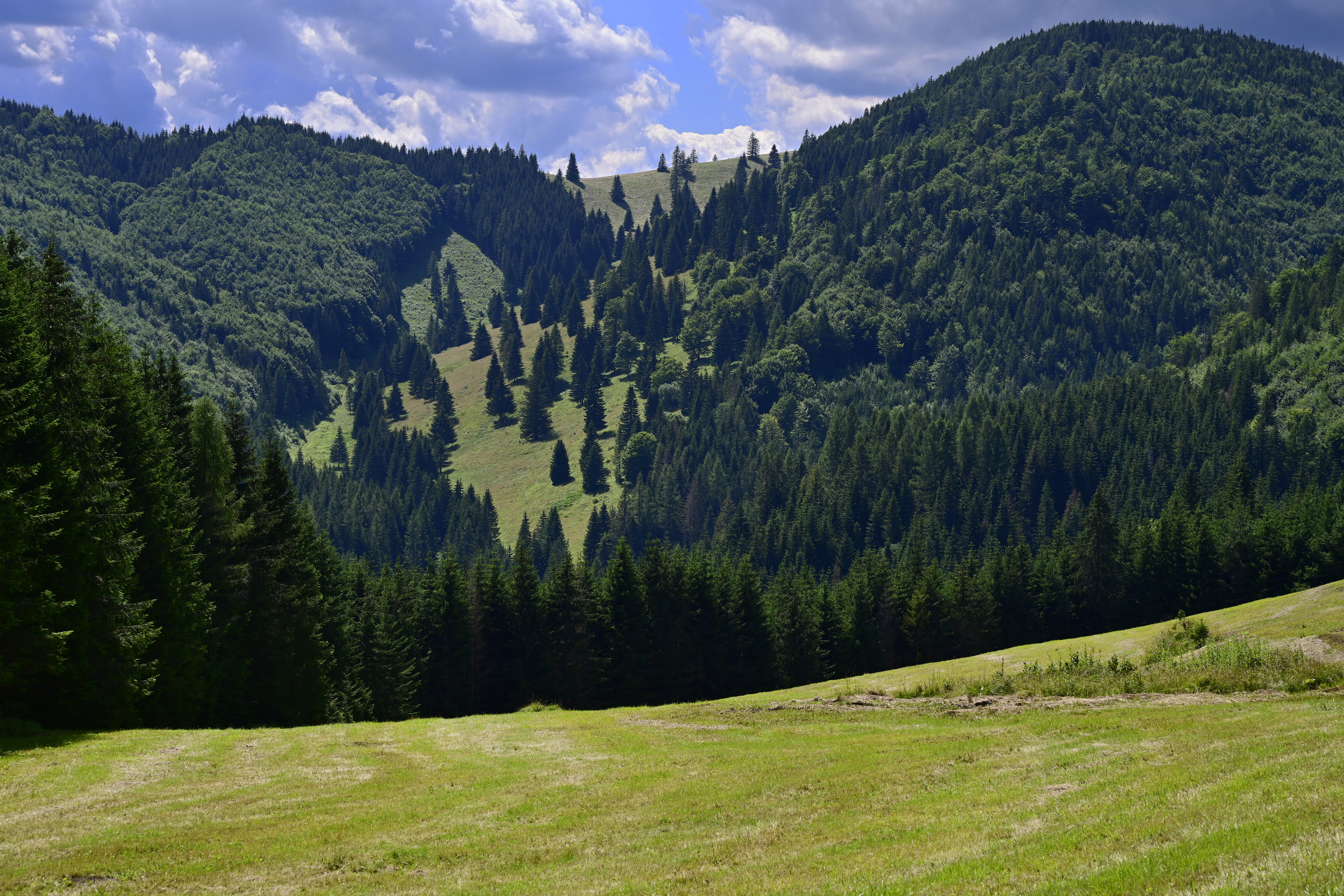 Ochranári majú v Slovenskom raji plné ruky práce. Bojujú s inváznymi druhmi rastlín