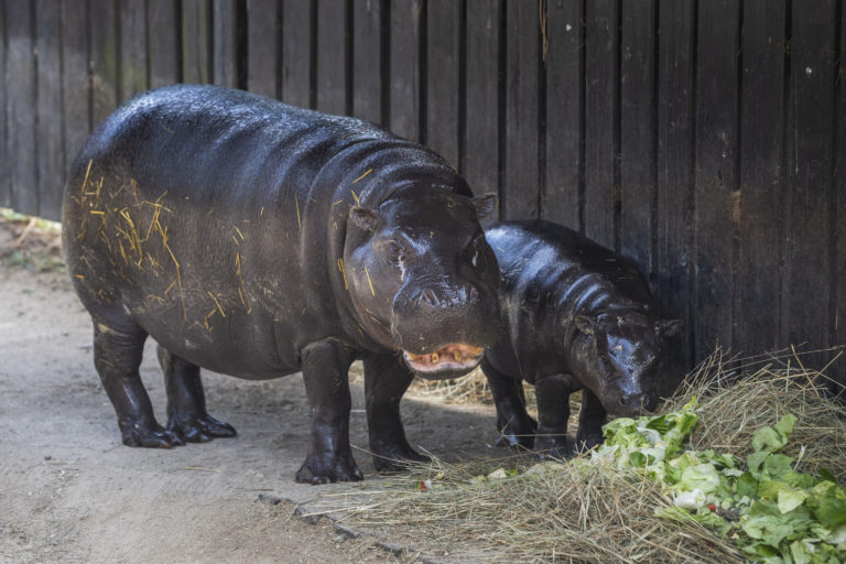 Podarilo sa: Mladú hrošicu z bratislavskej zoo previezli do Maďarska