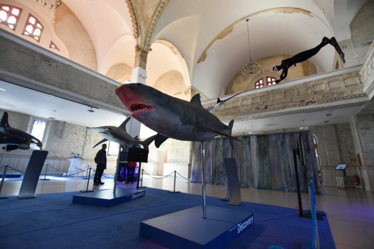 V historickej synagóge vystavujú obrov oceánov v životných veľkostiach