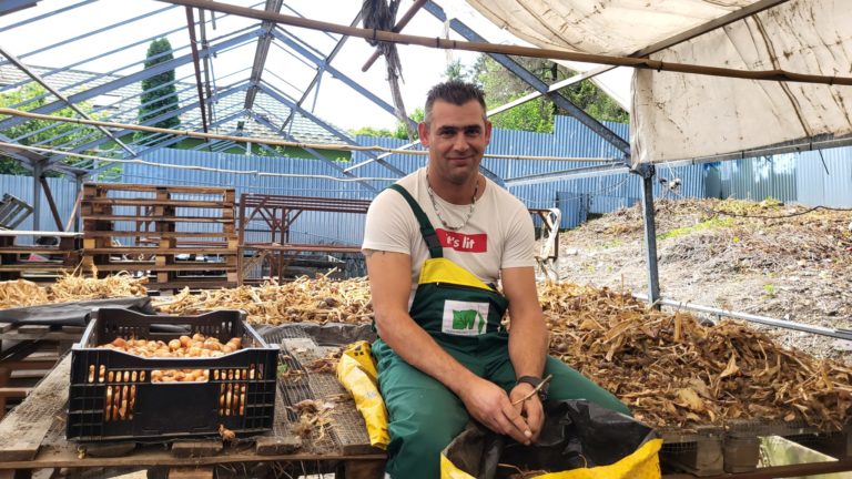 Rukami zamestnancov prejde každoročne 50 000 cibúľ