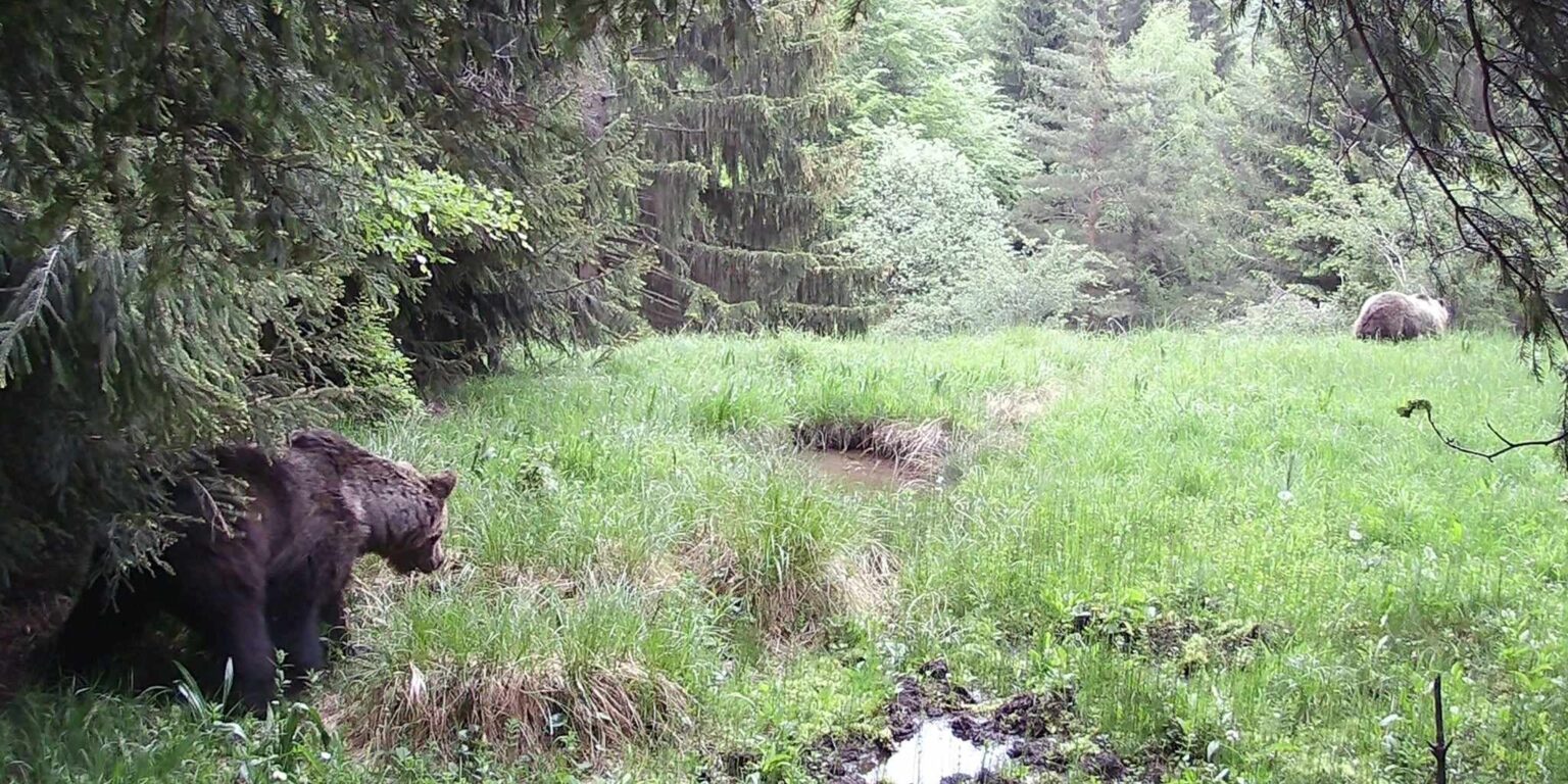 Ľubošovi Fojtíkovi sa podarilo natočiť zrejme najväčšieho medveďa na Slovensku. FOTO: Ľuboš Fojtík