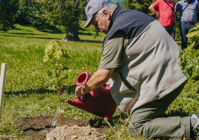 Pri obnove Cesty slobody vyrúbali stovky stromov, začala sa výsadba nových