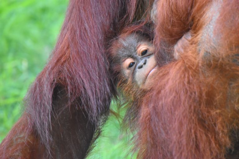 Bratislavská zoo začala s rekonštrukciou v pavilóne primátov