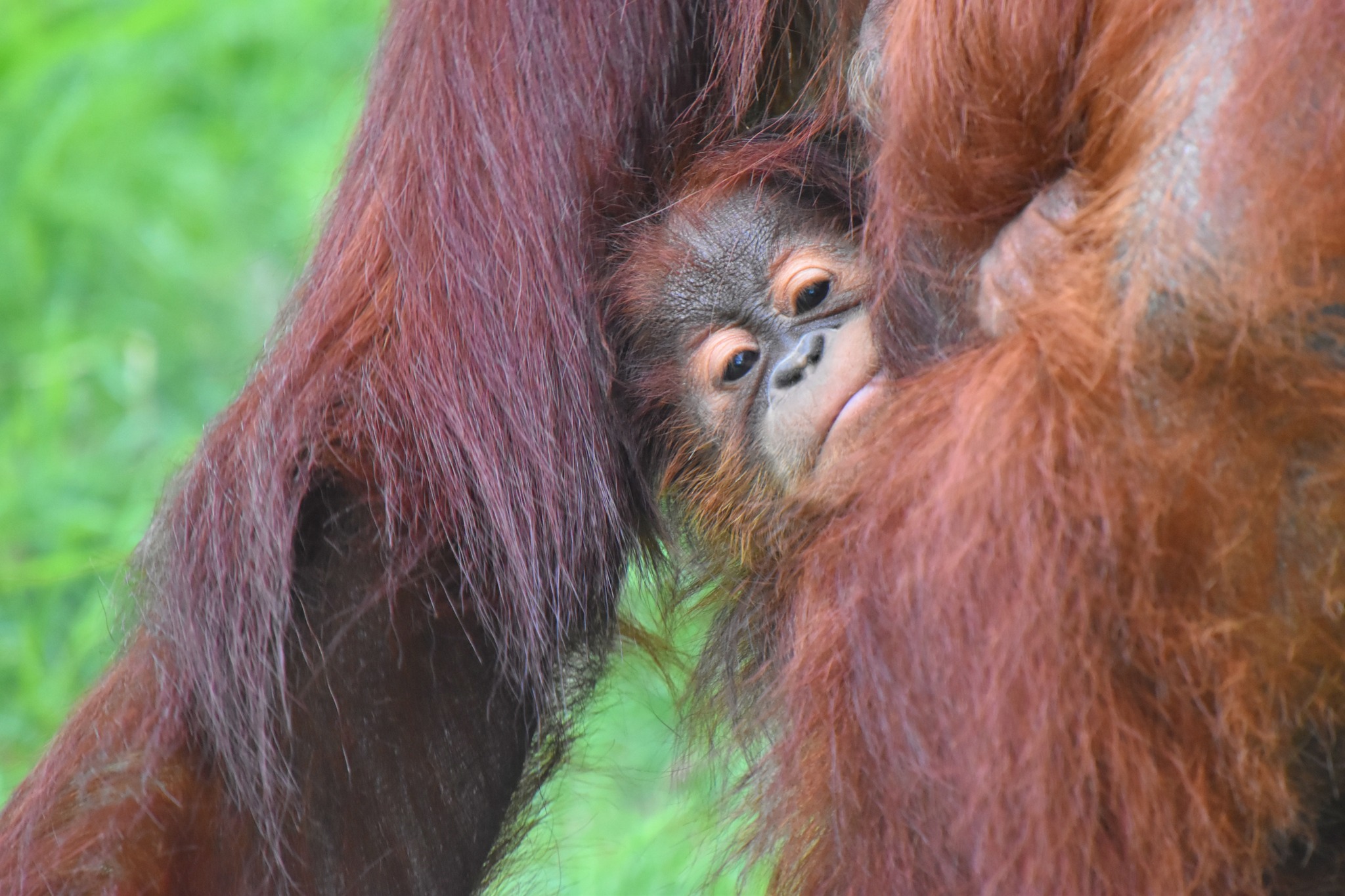 Bratislavská zoo začala s rekonštrukciou v pavilóne primátov