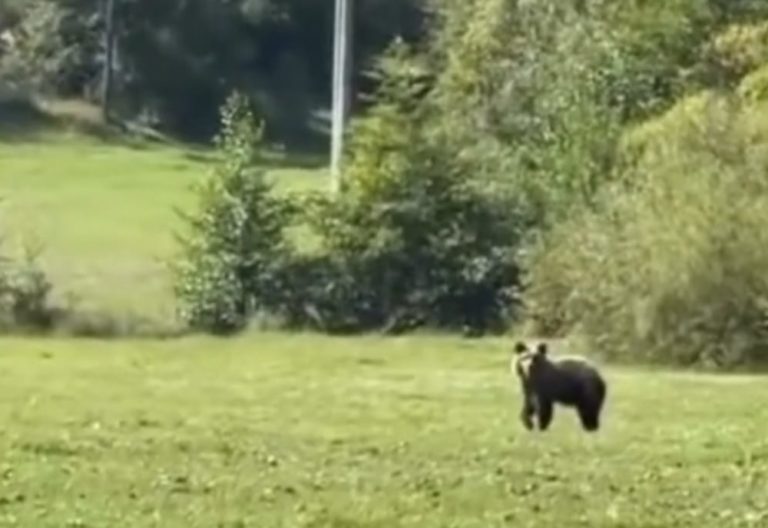 FOTO: Ďalší medveď neďaleko obce. Dokedy to bude pokračovať, pýtajú sa miestni