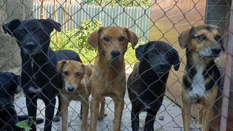 Tri združenia pomáhajúce túlavým a opusteným zvieratám by si mali rozdeliť viac ako 47-tisíc eur