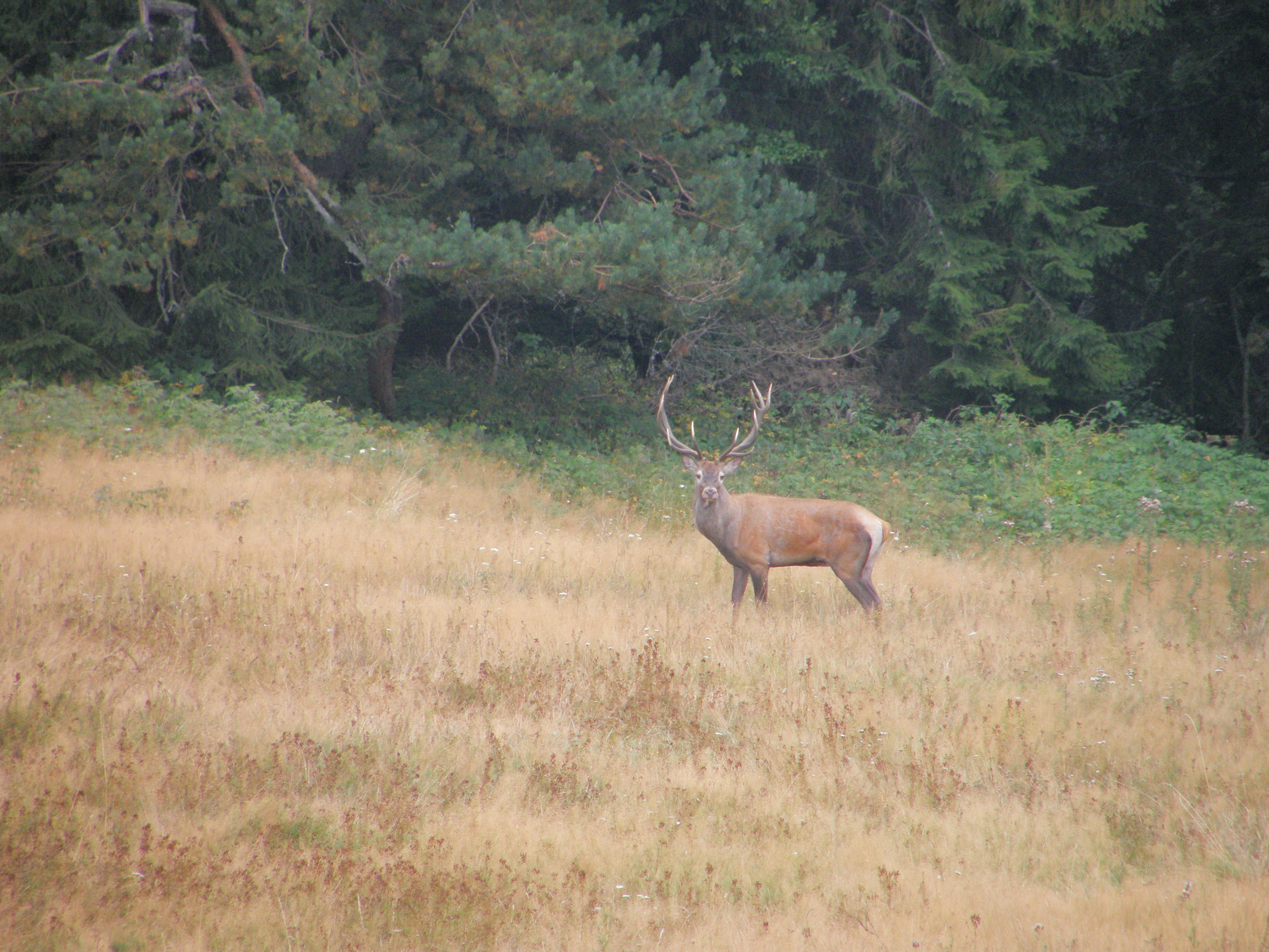 Jelene pozývajú na šou pod Jupiterom a Saturnom