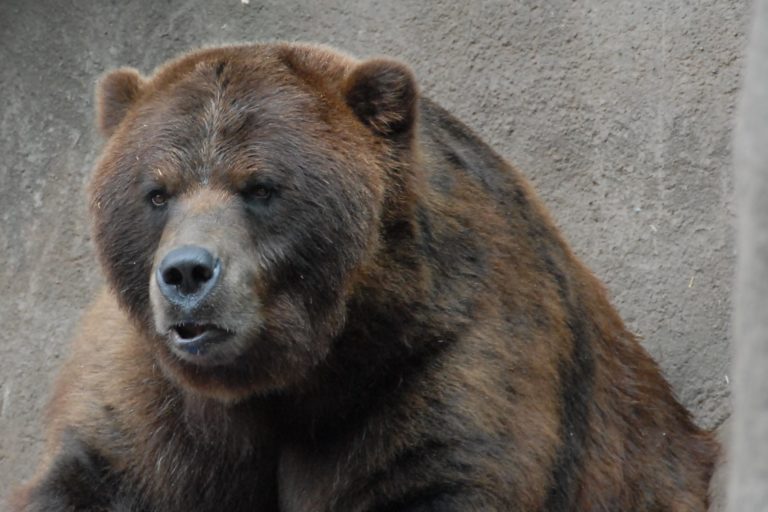 V Rumunsku zabili medvede za päť rokov už 14 ľudí. Ovládli tým politickú diskusiu