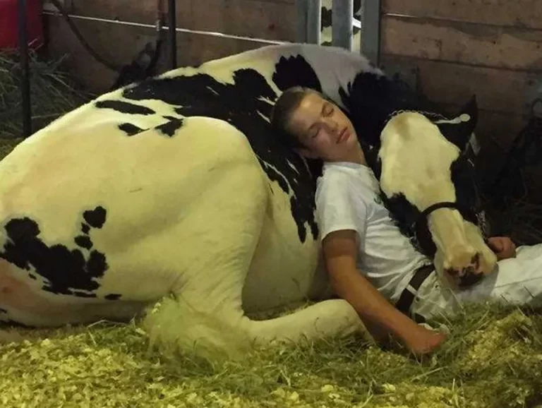 Úsmevný príbeh chlapca a jeho kravy. Ich fotka obletela svet