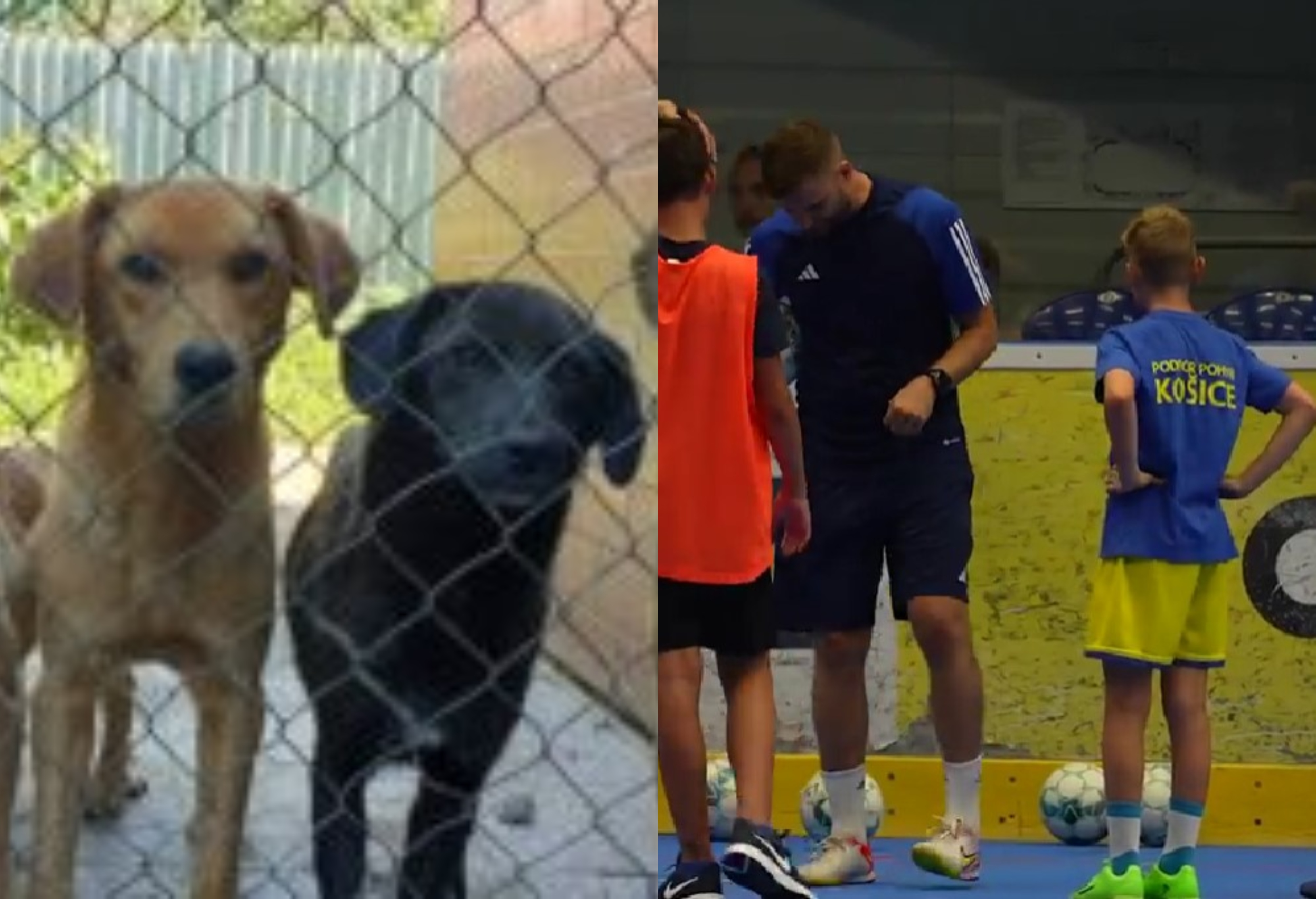 MsZ prerozdelilo dotácie na šport, aj na pomoc túlavým zvieratám