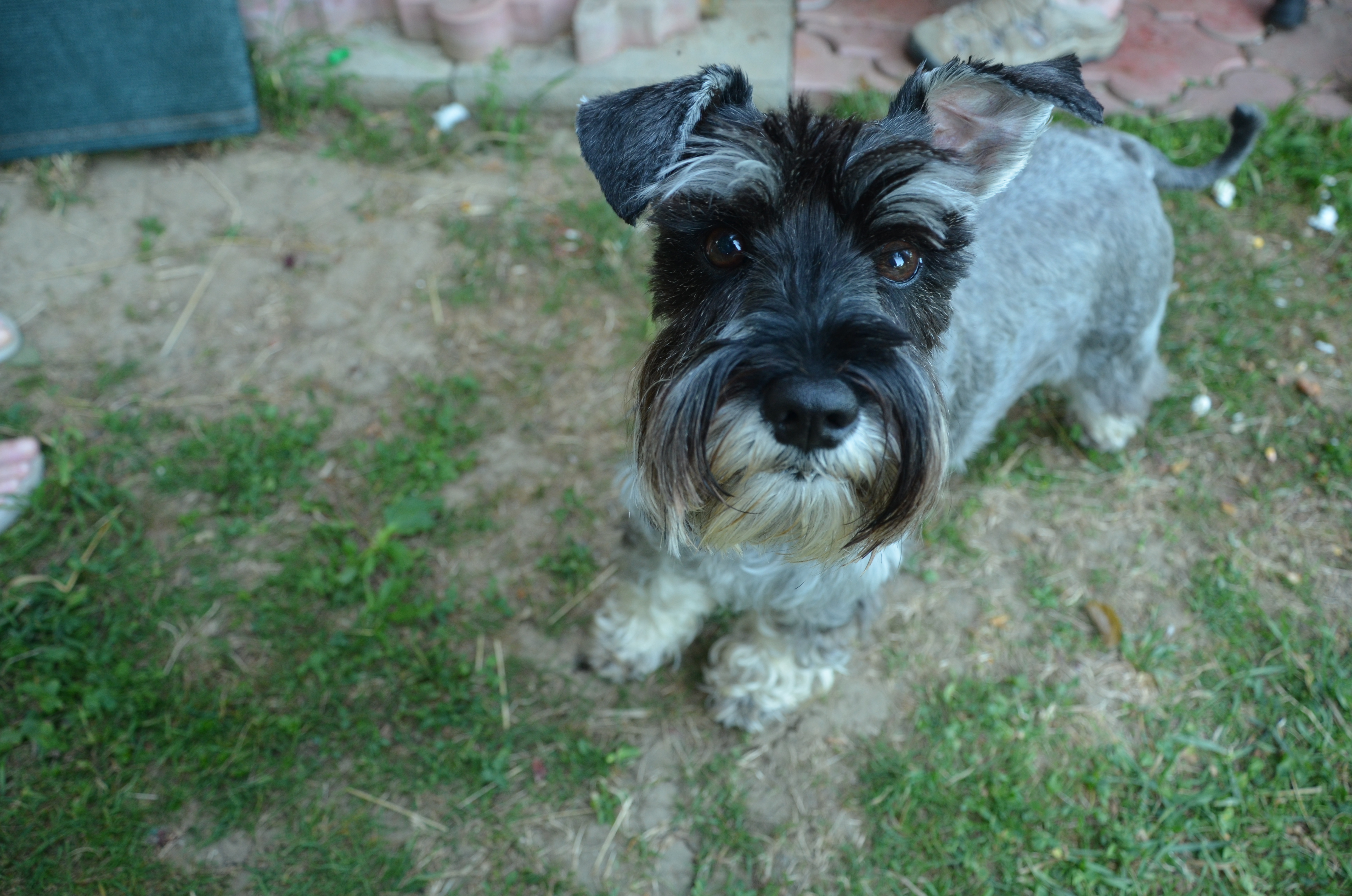 Koniec týždňa patril na Ťahanovciach psom