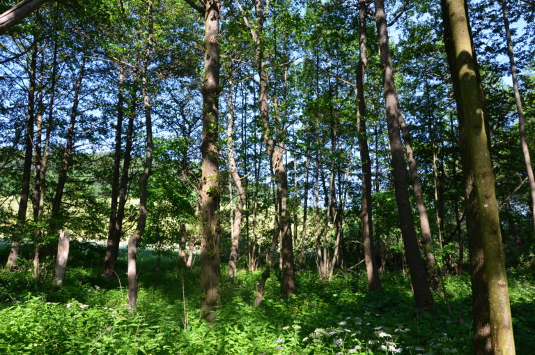 Lesníci pred zverou ochránia vyše 50-tisíc stromov