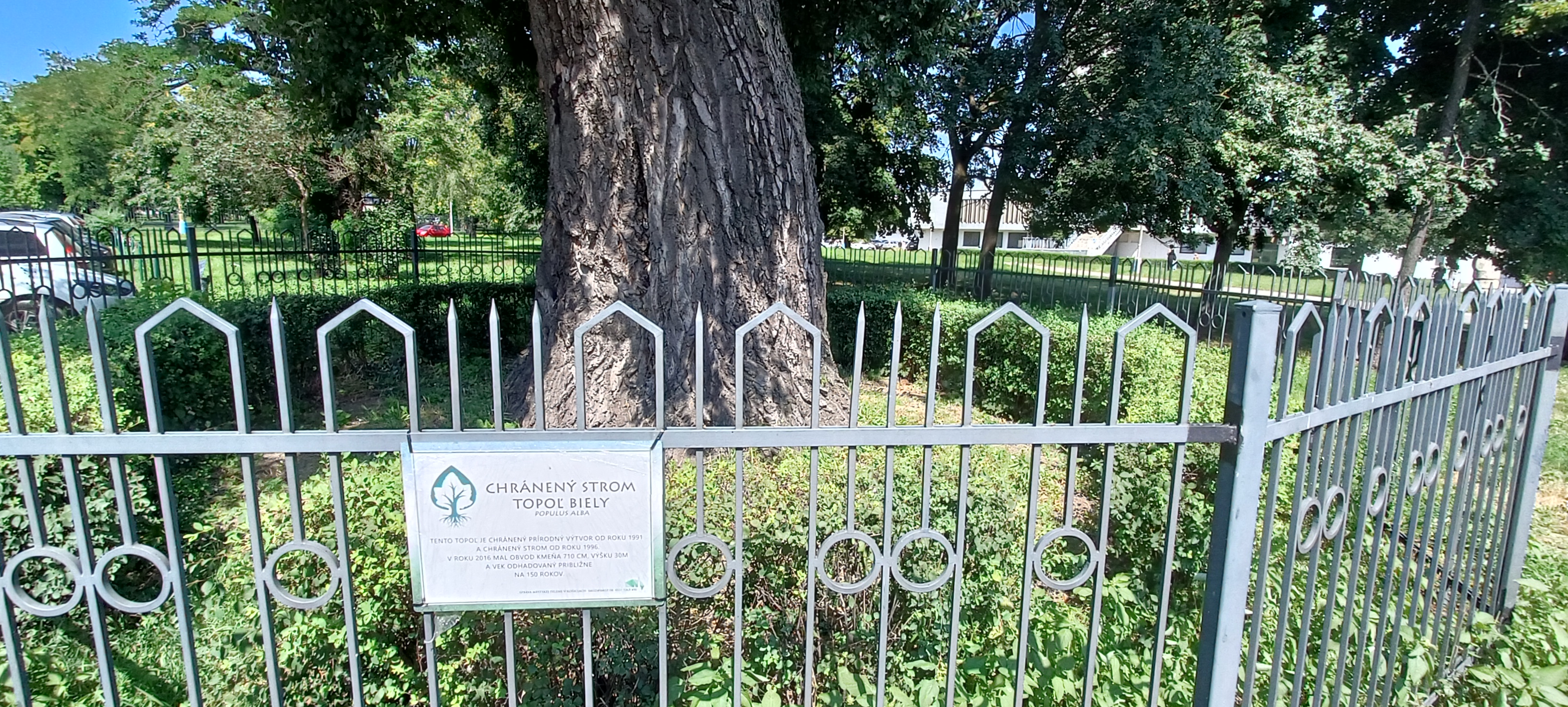 Žijúca legenda: Košická linda ustála vojny, no o vekový primát prišla