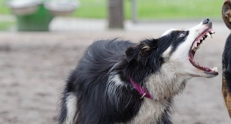 Psy usmrtili zvieratá na oplotenom pozemku: Majiteľovi vznikla obrovská škoda